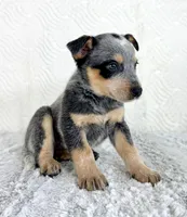 Bailey, a female Australian Cattle Dog for sale in Indianapolis, IN – Photo 2 of 7