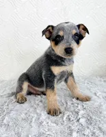 Bailey, a female Australian Cattle Dog for sale in Indianapolis, IN – Photo 7 of 7