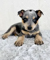 Bailey, a female Australian Cattle Dog for sale in Indianapolis, IN – Photo 5 of 7