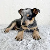 Bailey, a female Australian Cattle Dog for sale in Indianapolis, IN – Photo 6 of 7