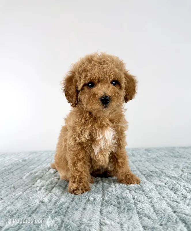 Maple – Cavapoo puppy for sale in Indianapolis, IN