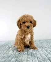 Maple, a female Cavapoo for sale in Indianapolis, IN – 1 of 6