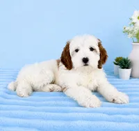 Griffin, a male Miniature Goldendoodle for sale in Indianapolis, IN – 3 of 5