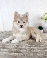 Wolfe, a male Pomsky for sale in Indianapolis, IN – 3 of 6