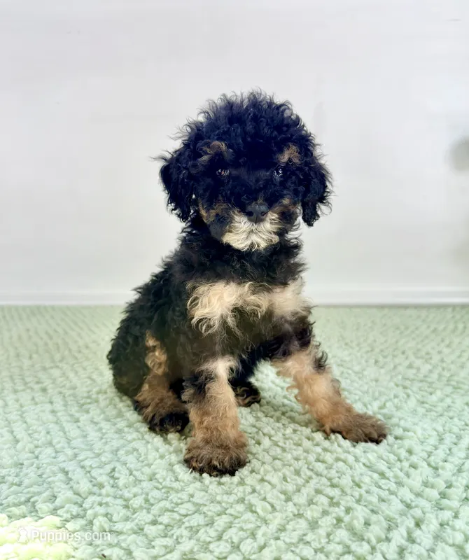 Sabrina – Miniature Bernedoodle puppy for sale in Indianapolis, IN