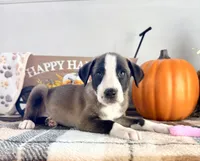 Cinnamon, a female Border Collie for sale in Indianapolis, IN – 4 of 5