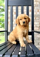 Buddy, a male Golden Retriever for sale in Indianapolis, IN – 4 of 5