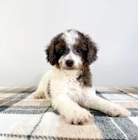 Margot, a male Miniature Bernedoodle for sale in Indianapolis, IN – 5 of 5