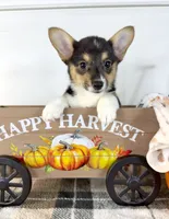 CKC Mae, a female Pembroke Welsh Corgi for sale in Indianapolis, IN – 2 of 5