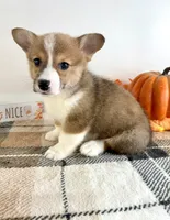 CKC Rio, a female Pembroke Welsh Corgi for sale in Indianapolis, IN – 3 of 5