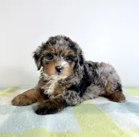 Hamm, a male Miniature Bernedoodle for sale in Indianapolis, IN – 4 of 6