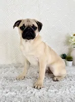 Frank, a male Pug for sale in Indianapolis, IN – Photo 2 of 5