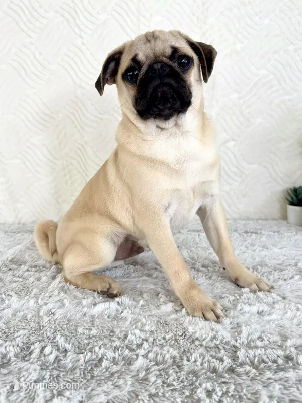 Frank – Pug puppy for sale in Indianapolis, IN