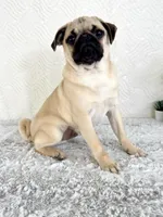 Frank, a male Pug for sale in Indianapolis, IN – Photo 1 of 5