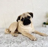 Frank, a male Pug for sale in Indianapolis, IN – Photo 3 of 5