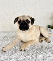 Frank, a male Pug for sale in Indianapolis, IN – Photo 4 of 5