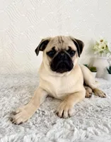 Frank, a male Pug for sale in Indianapolis, IN – Photo 5 of 5