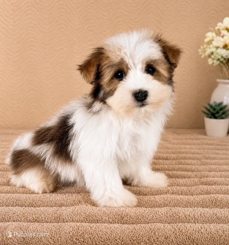 Henry – Havanese puppy for sale in Indianapolis, IN