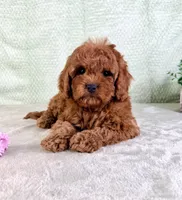 Lucie, a female Cavapoo for sale in Indianapolis, IN – Photo 3 of 5