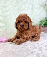 Lucie, a female Cavapoo for sale in Indianapolis, IN – Photo 4 of 5