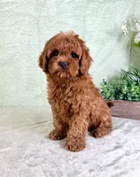 Lucie, a female Cavapoo for sale in Indianapolis, IN – Photo 1 of 5