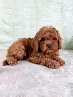 Lucie, a female Cavapoo for sale in Indianapolis, IN – Photo 5 of 5
