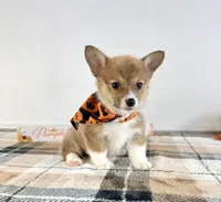 CKC Peni, a female Pembroke Welsh Corgi for sale in Indianapolis, IN – 3 of 5