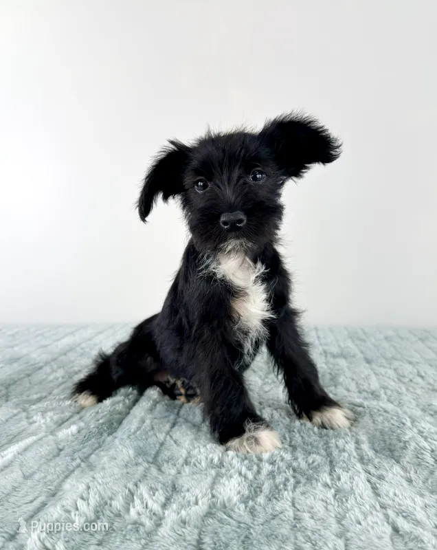 Sophie – Miniature Schnauzer puppy for sale in Indianapolis, IN
