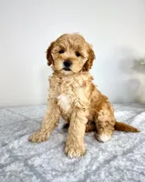 Goldie, a female Miniature Goldendoodle for sale in Indianapolis, IN – 5 of 5