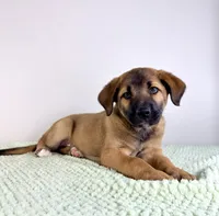 Moose, a male Border Collie and Cane Corso for sale in Indianapolis, IN – 5 of 5
