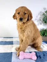 Ruby, a female Golden Retriever for sale in Indianapolis, IN – Photo 4 of 4