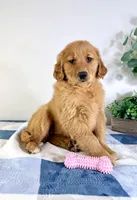 Ruby, a female Golden Retriever for sale in Indianapolis, IN – Photo 1 of 4