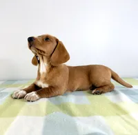 Ollie, a male Pembroke Welsh Corgi and Miniature Dachshund for sale in Indianapolis, IN – 4 of 5