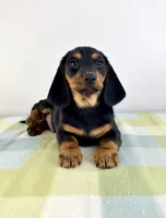 Ozzy, a male Pembroke Welsh Corgi and Miniature Dachshund for sale in Indianapolis, IN – 2 of 4