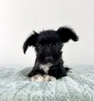 AKC Sophie, a female Miniature Schnauzer for sale in Indianapolis, IN – 2 of 5