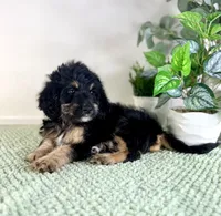 Dobby, a male Miniature Bernedoodle for sale in Indianapolis, IN – 4 of 7