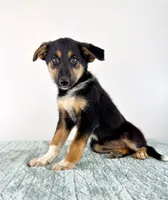 Denali, a female Australian Cattle Dog and German Shepherd Dog for sale in Indianapolis, IN – 4 of 4