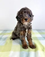 Bo Peep, a female Miniature Bernedoodle for sale in Indianapolis, IN – 5 of 6
