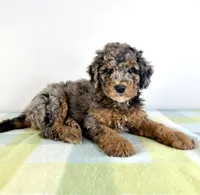 Buzz, a male Miniature Bernedoodle for sale in Indianapolis, IN – 2 of 5
