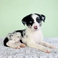 River, a male Australian Cattle Dog and Australian Shepherd for sale in Indianapolis, IN – 5 of 5