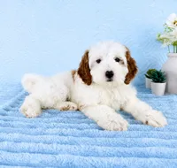 Griffin, a male Miniature Goldendoodle for sale in Indianapolis, IN – 5 of 5