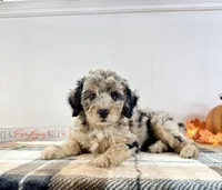 Ginny, a female Miniature Bernedoodle for sale in Indianapolis, IN – 6 of 6