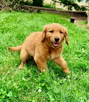 Ruby, a female Golden Retriever for sale in Indianapolis, IN – 3 of 5