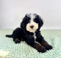 Casper, a male Miniature Bernedoodle for sale in Indianapolis, IN – 2 of 6
