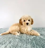 Pudding , a female Cavapoo for sale in Indianapolis, IN – 3 of 5