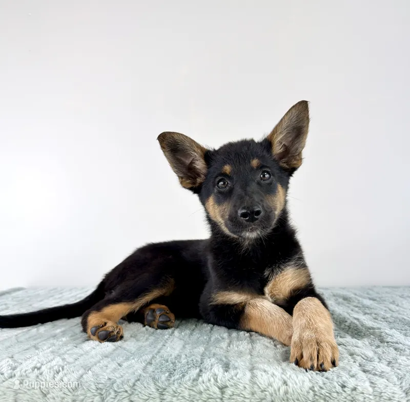 Xena – Australian Cattle Dog, German Shepherd Dog puppy for sale in Indianapolis, IN