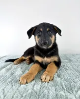 Bear, a male Australian Cattle Dog and German Shepherd Dog for sale in Indianapolis, IN – 5 of 5