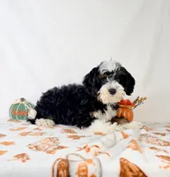 Braxton, a male Miniature Bernedoodle for sale in Indianapolis, IN – 3 of 5