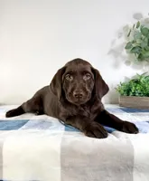 AKC Lainey, a female Labrador Retriever for sale in Indianapolis, IN – Photo 2 of 5