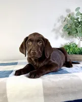 AKC Lainey, a female Labrador Retriever for sale in Indianapolis, IN – Photo 3 of 5